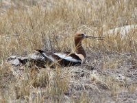 avocet