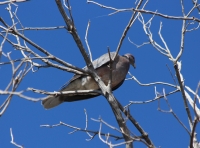 band_tailed_pigeon