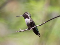 Black-chinned hummingbird