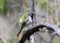 black_throated_sparrow