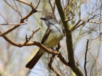 Brown-crested flycatcher