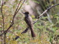 Brown-crested flycatcher