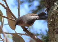 bushtit