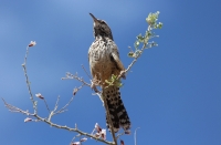 Cactus wren