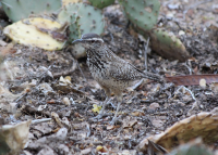 cactus_wren