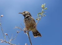 Cactus wren