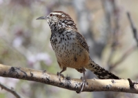 Cactus wren