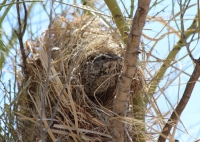 Cactus wren