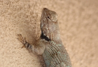 clarks_spiny_lizard