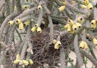 curve_billed_thrasher