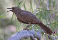 curve_billed_thrasher