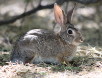 desert_cottontail