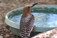 Gila woodpecker