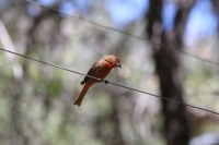 Hepatic tanager