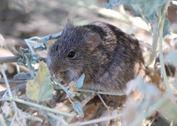 Hispid cotton rat