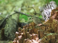 house_wren