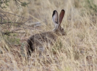 Black-tailed jackrabbit