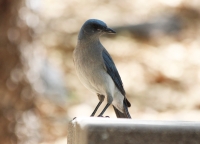 Mexican jay