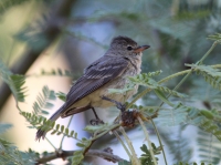 Northern-beardless tyrannulet