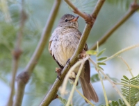 Northern-beardless tyrannulet