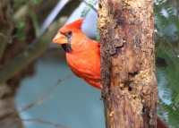 northern_cardinal