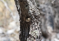 northern_pygmy_owl