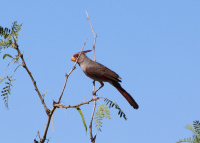 pyrrhuloxia