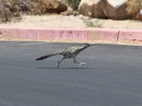 Greater roadrunner