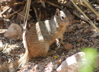 rock_squirrel