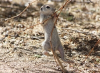 Round-tailed ground squirrel