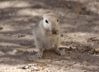 Round-tailed ground squirrel