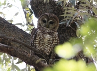 spotted_owl