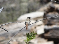 Sulphur-bellied flycatcher