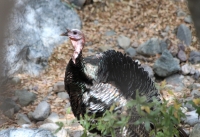 Wild turkey!