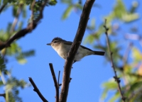 Warbling vireo