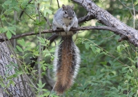 western_gray_squirrel