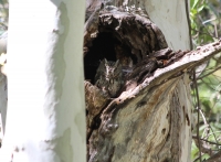 A whiskered screech owl