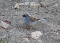 Yellow-eyed junco