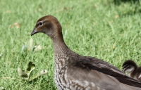 Australian wood duck