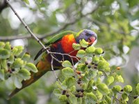 Rainbow lorikeet