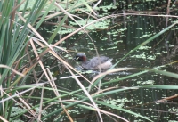 Australasian grebe