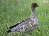 Australian wood duck