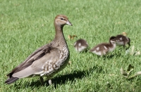 Australian wood duck