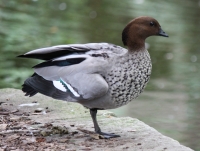 Australian wood duck