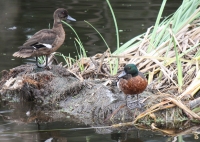 Chestnut teal