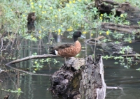 Chestnut teal