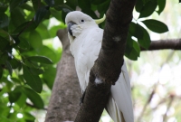 Cockatoo