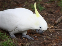 Cockatoo