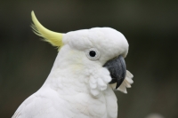 Cockatoo