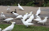 Cockatoos